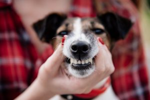Does My Pet Need a Dental Cleaning