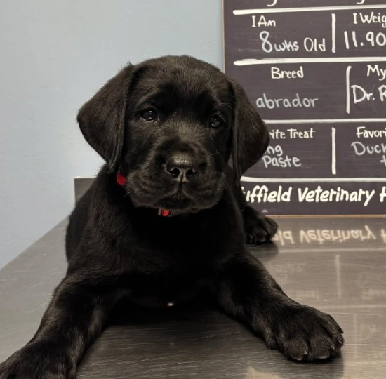 New Patient