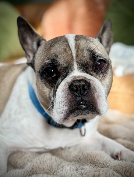 Senior Pets Care