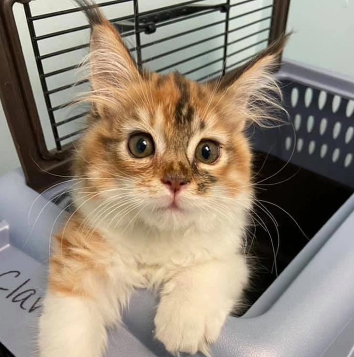Welcome to Suffield Veterinary Hospital