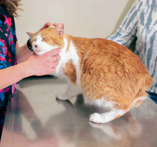 Pet Emergencies