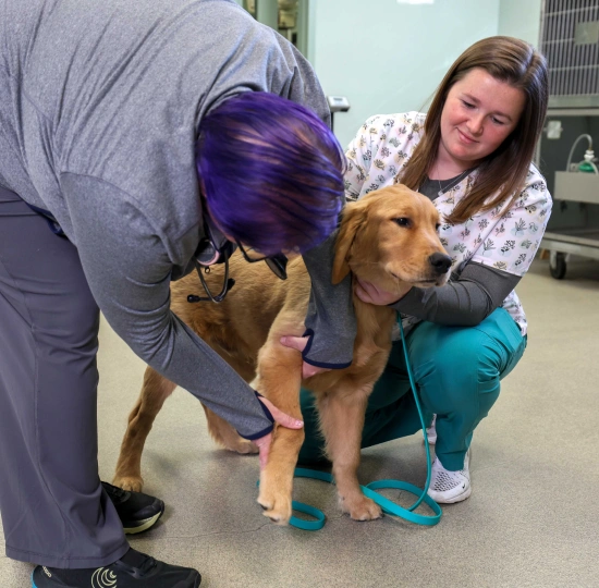 New Patient