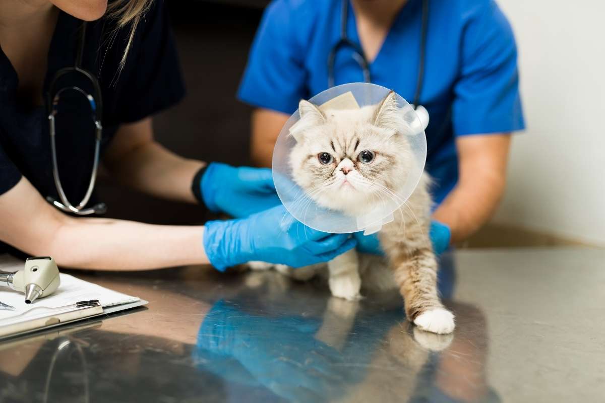 pre-surgery-checklist-for-dogs-and-cats