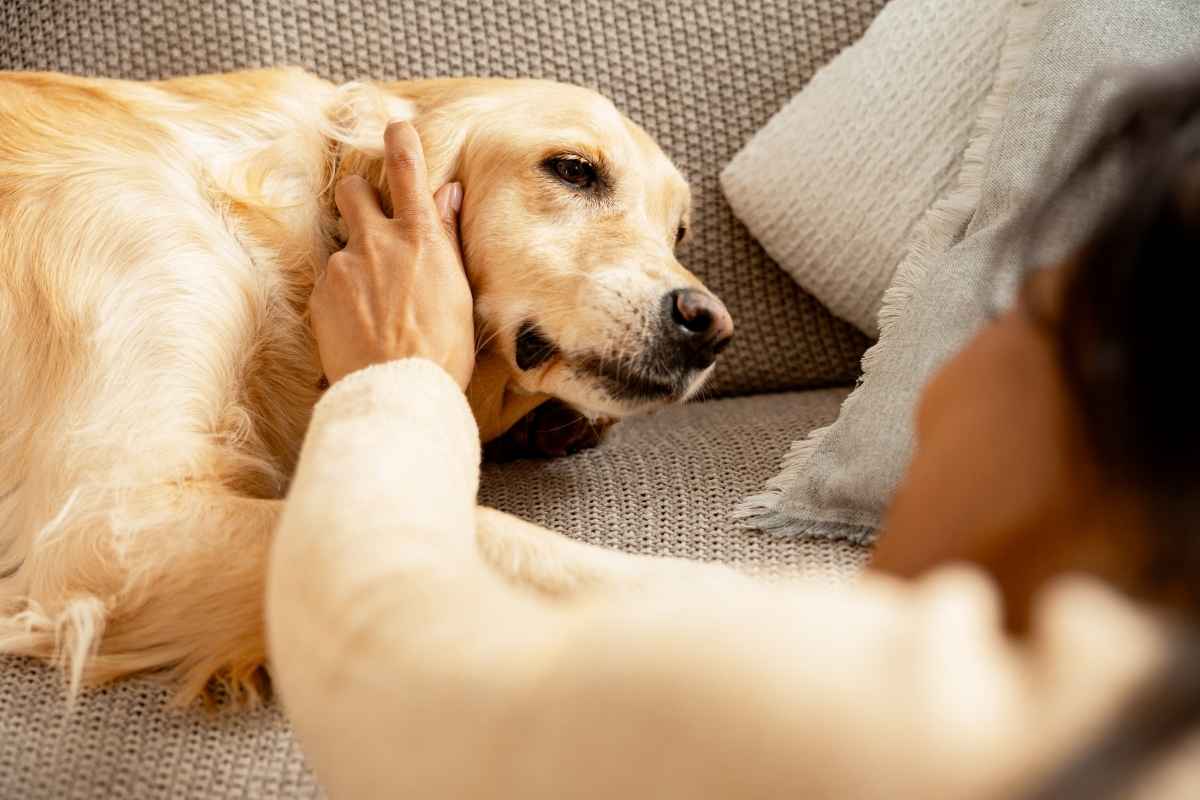 senior-dog-quality-of-life-warning-signs