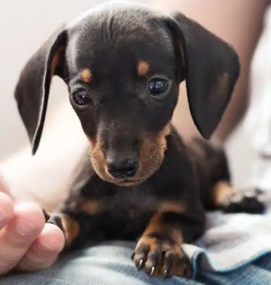 Urgent Pet Care