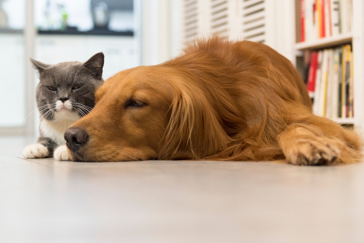 how-often-dogs-cats-need-fecal-tests